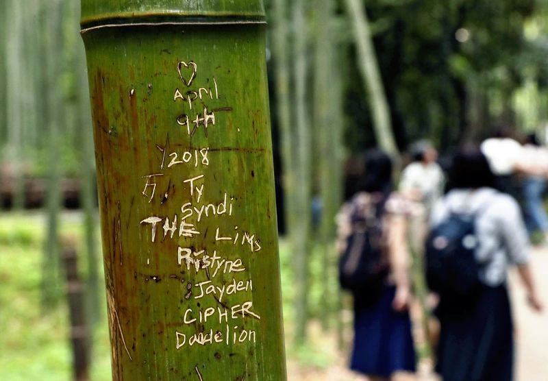 Keindahan Hutan Arashiyama Mulai Dirusak Oleh Turis Asing
